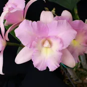 *FLASK* Blc. Newberry Prom Night x Blc. Hwa Yuan Beauty