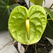 Anth. Midori (Green) - First Bloom