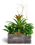 Dream Green Planter