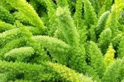Foxtail Fern