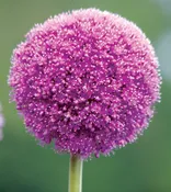 Alliums – giganteum