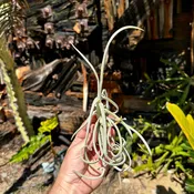 Tillandsia duratii