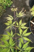 Acer palmatum 'Asayake' Japanese Maple