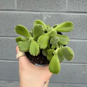 Bear Paws 4" pot — Urban Planting Cleveland