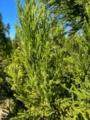 Cryptomeria japonica 'Radicans' ~ Radicans Japanese Cedar