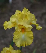 Trumpet Call