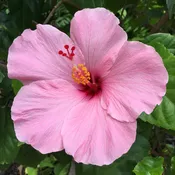 Hibiscus [Hibiscus spp.]