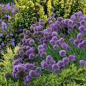 Allium 'Medusa' PP28701