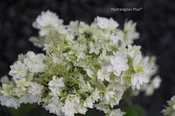 Hydrangea Arborescens Hayes Starburst