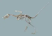 Archaeopteryx lithographica Skeleton – Display Replica