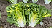 Adicamp Lettuce (Primed &amp;amp; Pelleted)