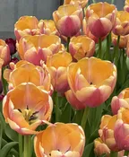 Tulip Coral Pride