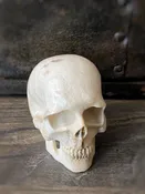 Antler Carved Skull A (w)