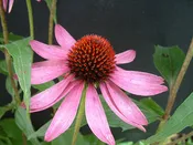 Echinacea purpurea - Purple Coneflower