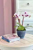 Austen Orchids