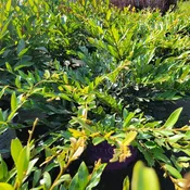 Distylium x Vintage Jade® (Distylium)