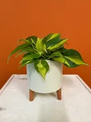 Philodendron Brasil