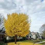 Autumn Gold Ginkgo Tree