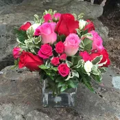 Rose Love