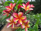 Typhoon—Great Fragrance! Rooted Plant