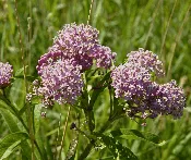 Asclepias incarnata