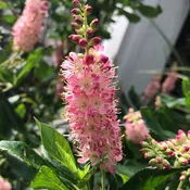 Clethra alnifolia 'Ruby Spice' (Summersweet)