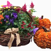 Autumn Flowering Plant Basket