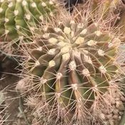 Acanthocalycium violaceum  (DJF277) #6.25