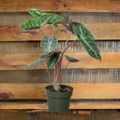 Alocasia Pink Dragon