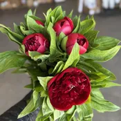 Red Charm Peony