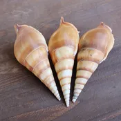 Brown Tibia Seashell 4-5"