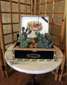 Cigar Box Succulents