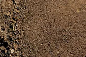 Screened Topsoil