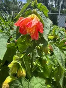 Abutilon Bush