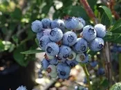 BILOXI Blueberry (1 Gallon Container/Trade Gallon)