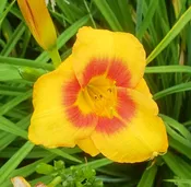 Bumble Bee — Hillsdale Lily Garden