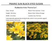 Prairie Sun Black-Eyed Susan  — The Garden Kingdom