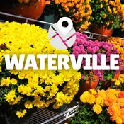 Waterville | Hardy Garden Mums