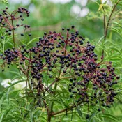American Elderberry
