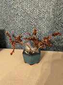 Bonsai