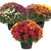 Chardon 12-Inch Mumbo (Grower’s Choice)