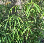 Borinda fungosa ‘Chocolate’