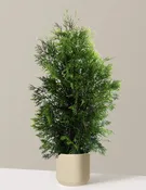 American Pillar Thuja