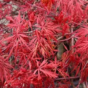 Acer 'Orangeola' - 15 gallon