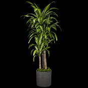 Corn Tree