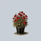 Sombrero Salsa Red Coneflower