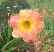 Country Melody — Hillsdale Lily Garden