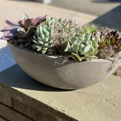 Succulent Garden