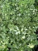Polemonium 'Stairway to Heaven'  (Jacob's Ladder)