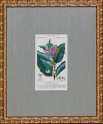 ANTIQUE BOTANA V